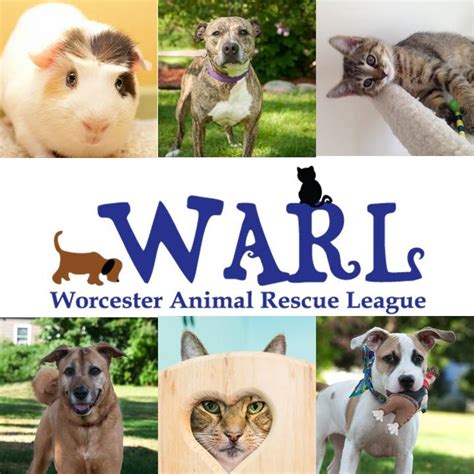 Warl worcester - The mission of the Worcester Animal Rescue League is to give compassion to every being that turns to us for help, providing shelter and care for animals as well as respect and resources for people. WARL is a limited-intake shelter with 96 dog and 41 cat kennels. Space or time limits are not placed on adoptable animals, and we can only take in ... 